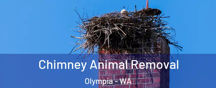 Chimney Animal Removal Olympia - WA