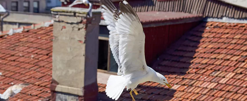 Residential Chimney Animal Removal Solution in Olympia, WA