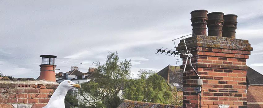 Chimney Cleaning And Restoration in Olympia, Washington
